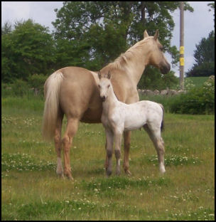 Buckskin spotted colt